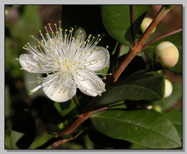 Myrtus communis / Mirto